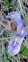 Iris planifolia