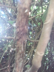 Roldana angulifolia