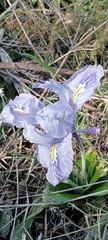 Iris planifolia