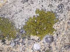 Candelariella aurella