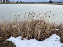 Typha angustifolia