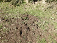 Oryctolagus cuniculus