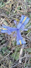 Iris planifolia