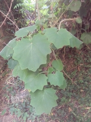 Roldana angulifolia