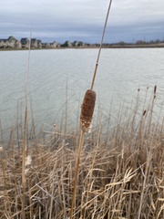 Typha angustifolia