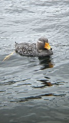 Tachyeres brachypterus