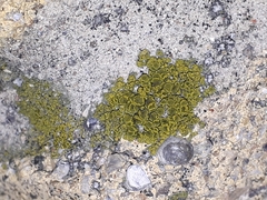 Candelariella aurella