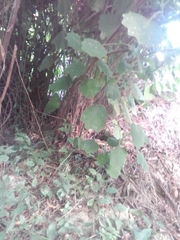 Roldana angulifolia