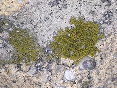 Candelariella aurella