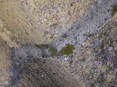 Candelariella aurella