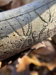 Pityogenes bidentatus