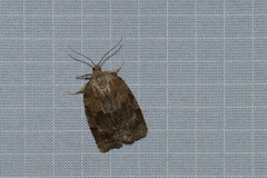 Choristoneura conflictana