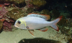 Monotaxis grandoculis