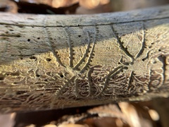 Pityogenes bidentatus