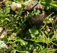 Biserrula pelecinus