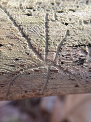 Pityogenes bidentatus