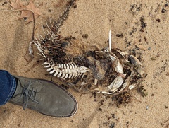 Siluriformes