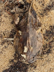 Siluriformes