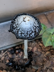 Coprinus comatus