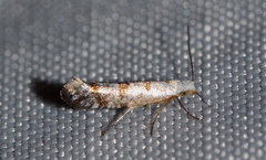 Argyresthia thuiella