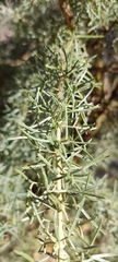 Adenocarpus decorticans