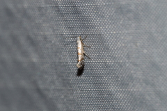 Argyresthia thuiella