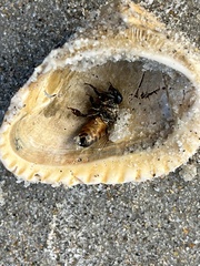Noetia ponderosa