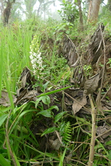 Habenaria monorrhiza