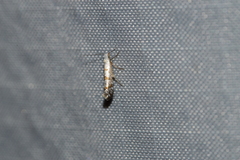 Argyresthia thuiella