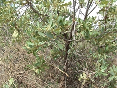 Quercus havardii