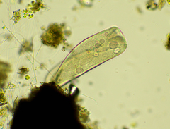 Paramecium