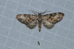 Eupithecia anticaria