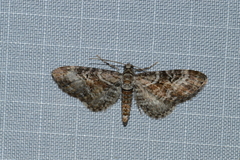 Eupithecia anticaria