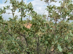 Quercus havardii
