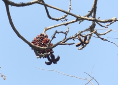 Sterculia villosa