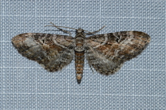 Eupithecia anticaria