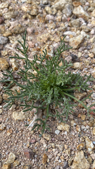 Chaenactis stevioides