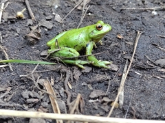 Dendropsophus molitor