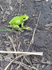 Dendropsophus molitor