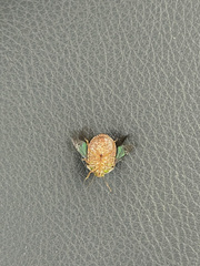 Diolcus chrysorrhoeus