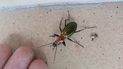Carabus lineatus