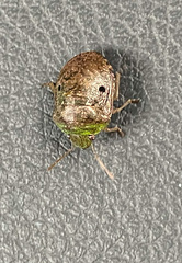 Diolcus chrysorrhoeus