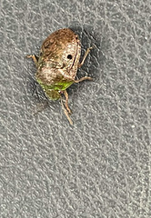 Diolcus chrysorrhoeus