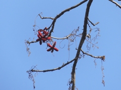 Sterculia villosa