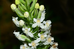 Habenaria monorrhiza