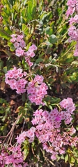 Limonium peregrinum
