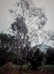 Eucalyptus woodwardii