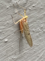 Stenacron interpunctatum