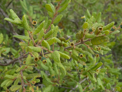 Campomanesia eugenioides