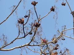 Sterculia villosa